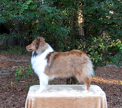 Holly1a.jpg (25596 bytes)