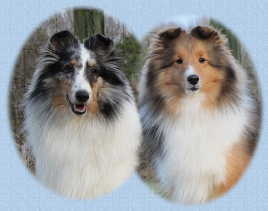 hartwyn shelties